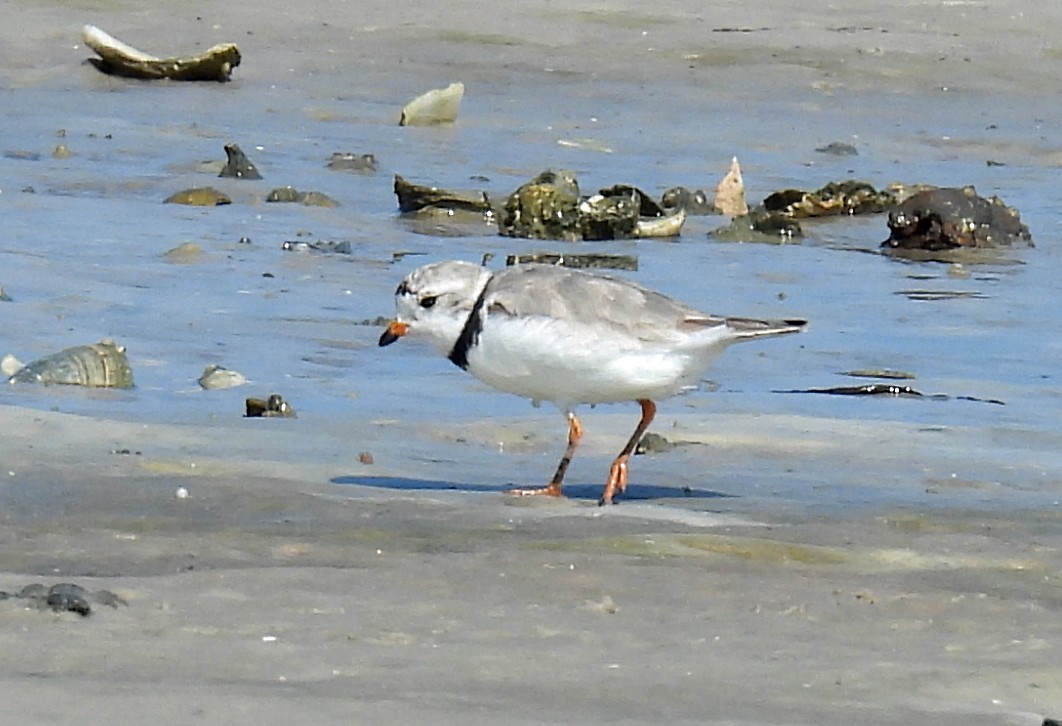 Piping Plover - ML598763191