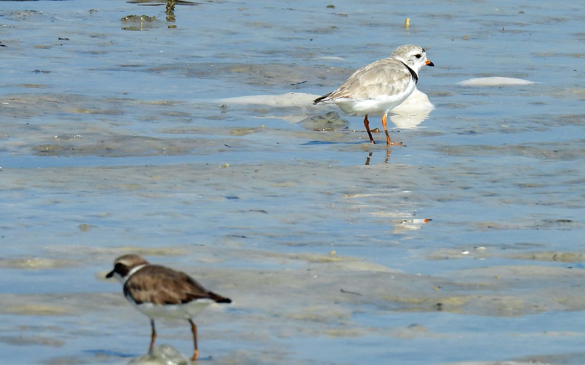 Piping Plover - Elizabeth Hawkins