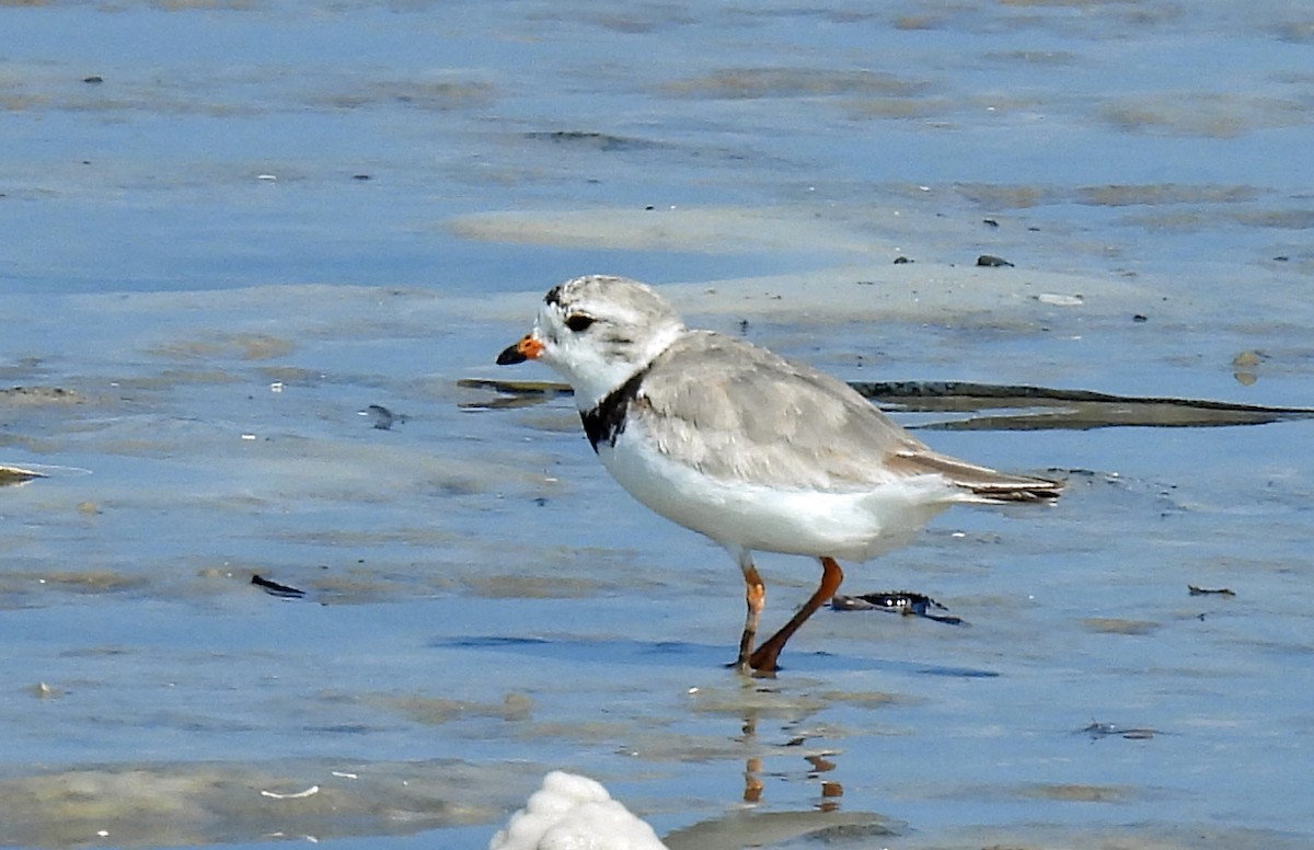 Piping Plover - ML598763211