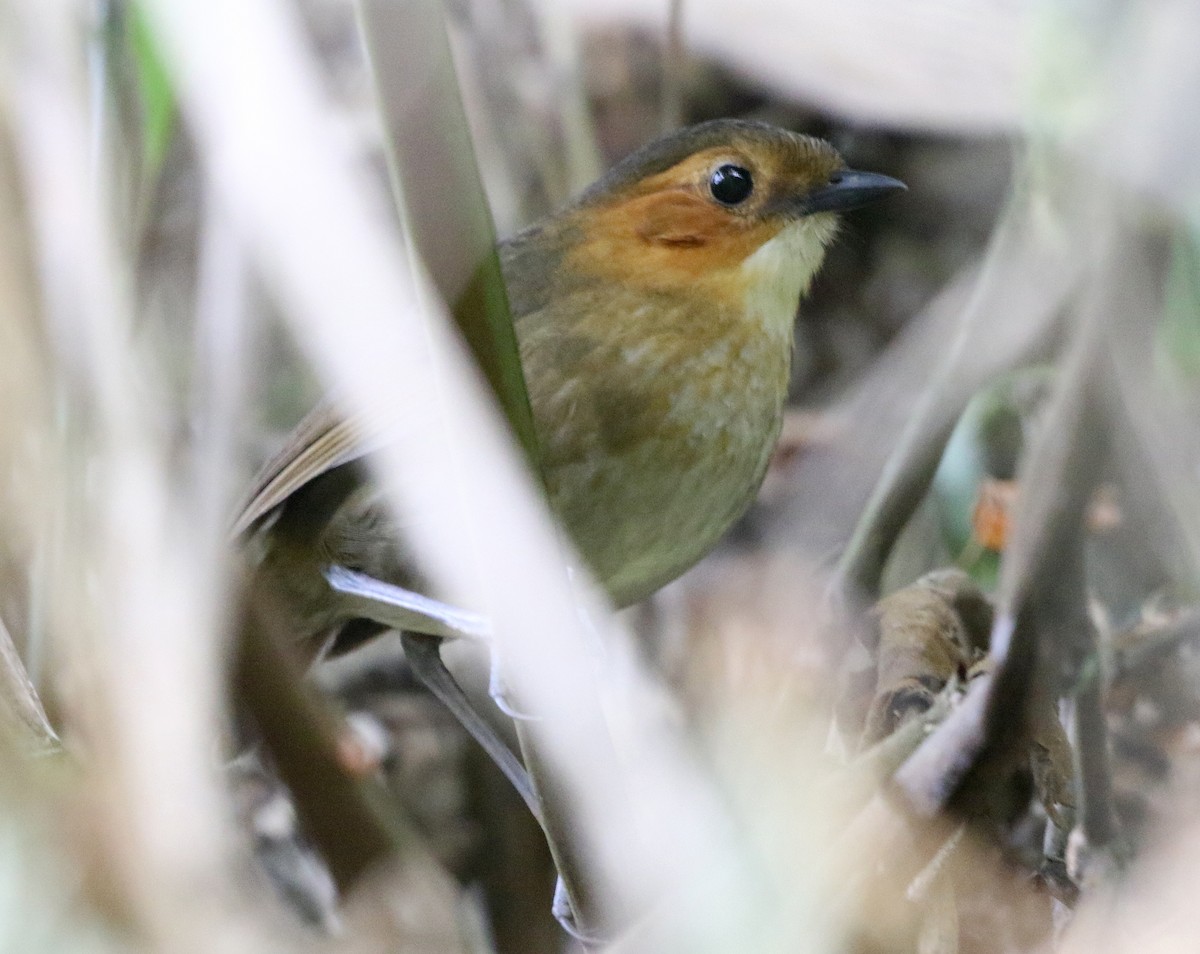 Rufous-faced Antpitta - Ashley Banwell