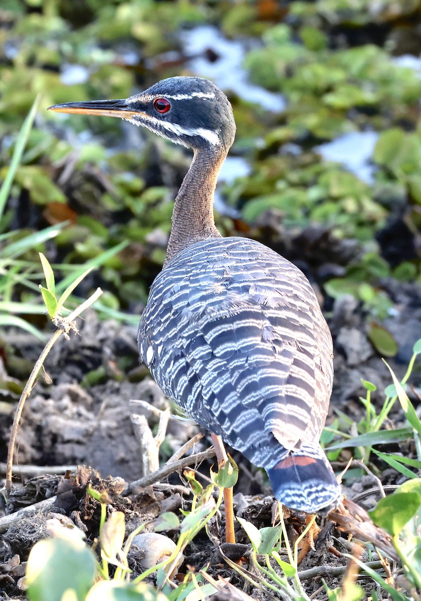 Sunbittern - ML598764491