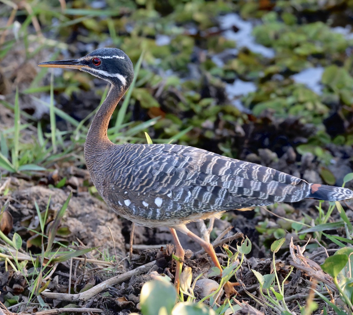Sunbittern - ML598764501