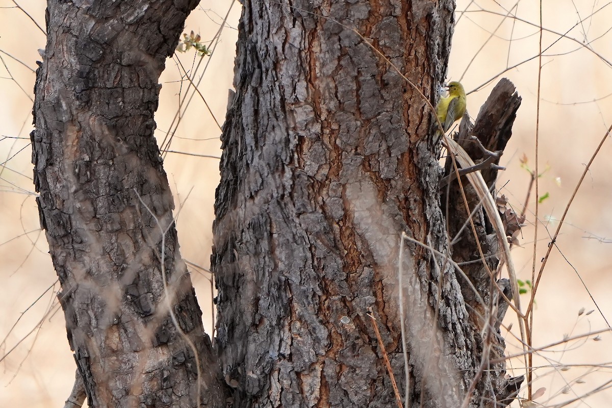 Yellow Penduline-Tit - ML598765331