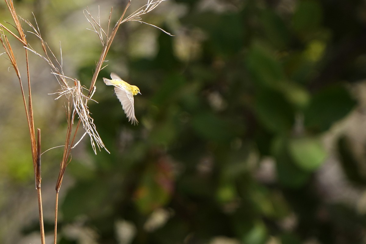 Yellow Penduline-Tit - ML598765341