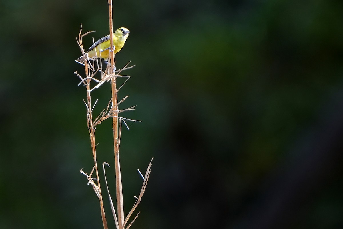 Yellow Penduline-Tit - ML598765351