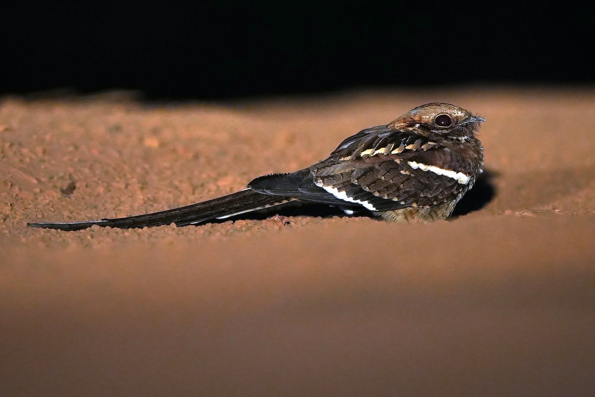 Long-tailed Nightjar - ML598766541