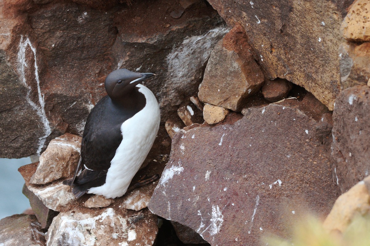 Thick-billed Murre - ML598767311