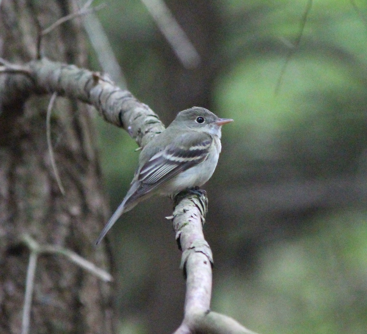 Acadian Flycatcher - ML598767761