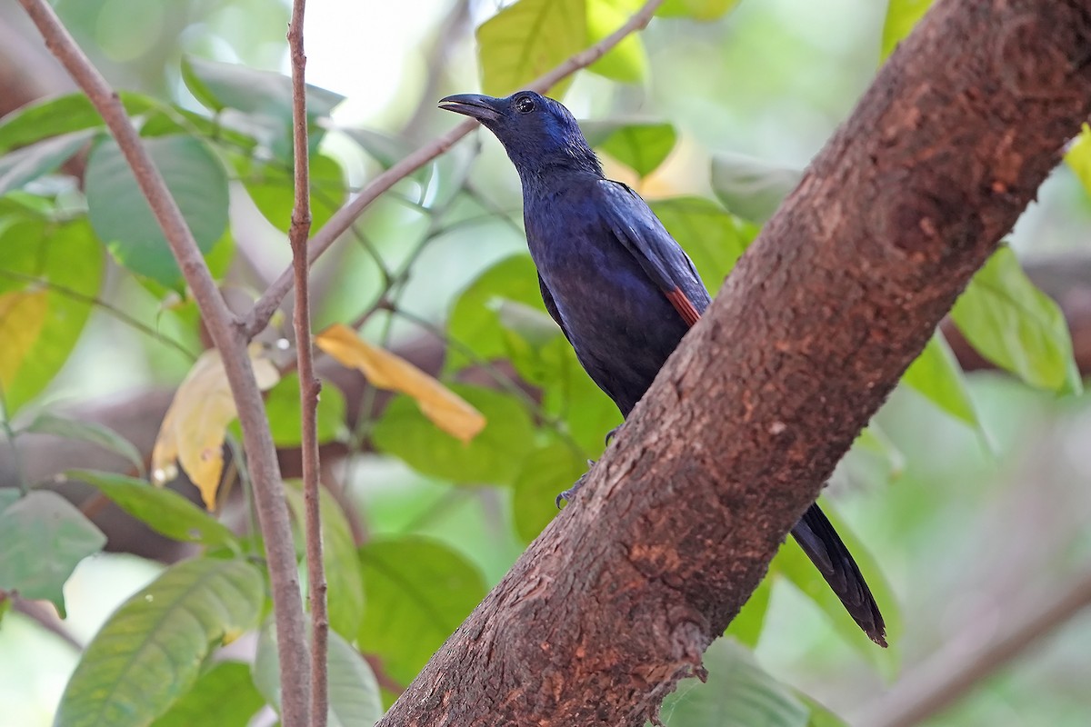 Neumann's Starling - ML598767801