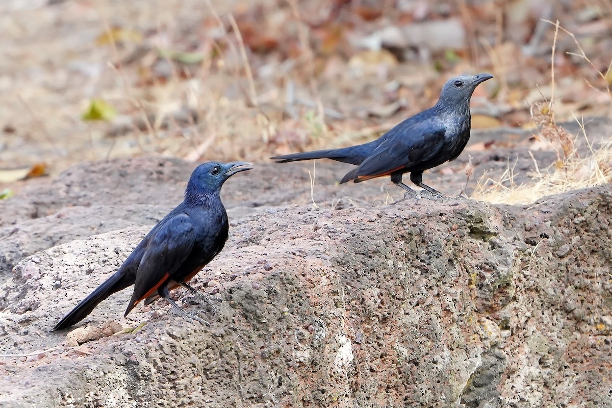 Neumann's Starling - ML598767811