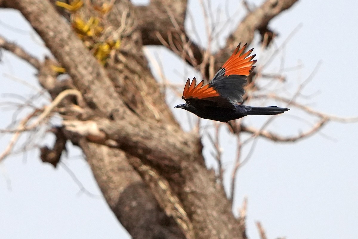 Neumann's Starling - ML598767821