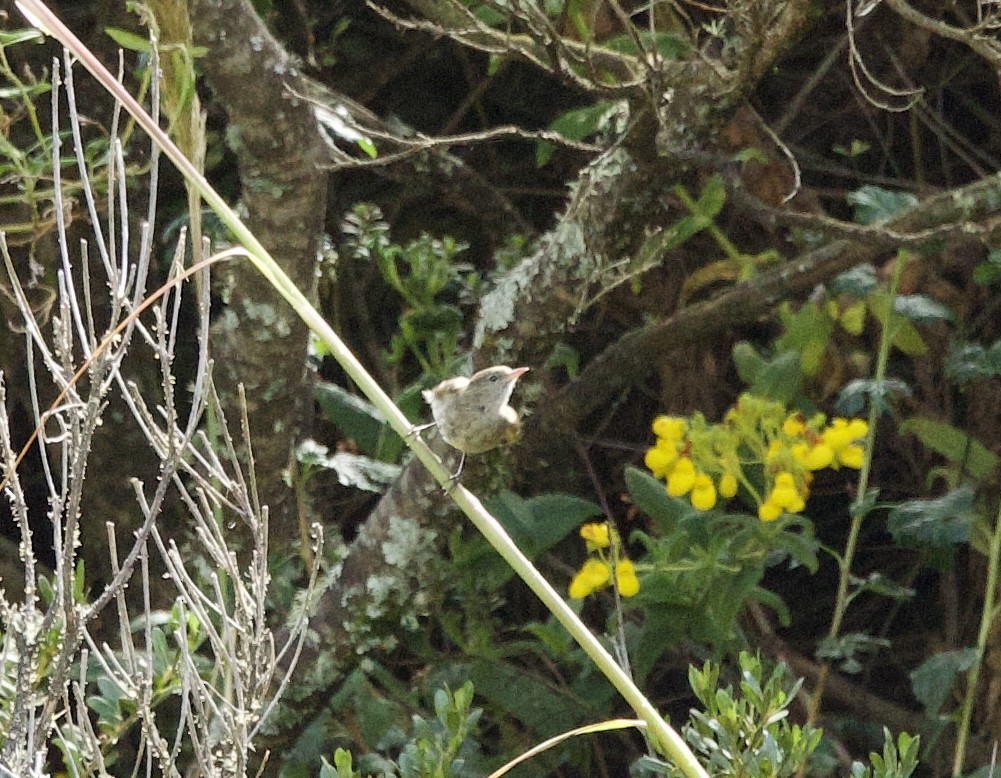 White-crested Elaenia (White-crested) - Bonnie de Grood