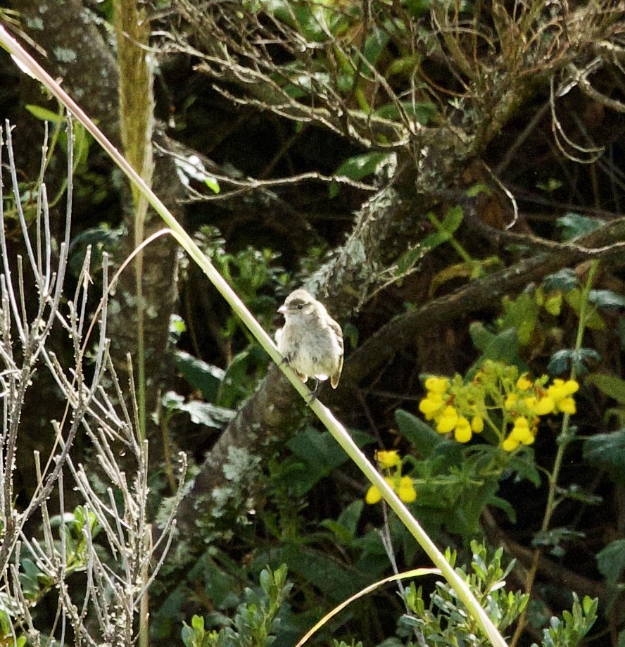 White-crested Elaenia (White-crested) - Bonnie de Grood