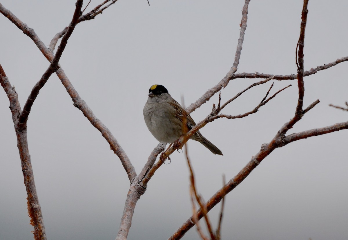Golden-crowned Sparrow - Greg Baker