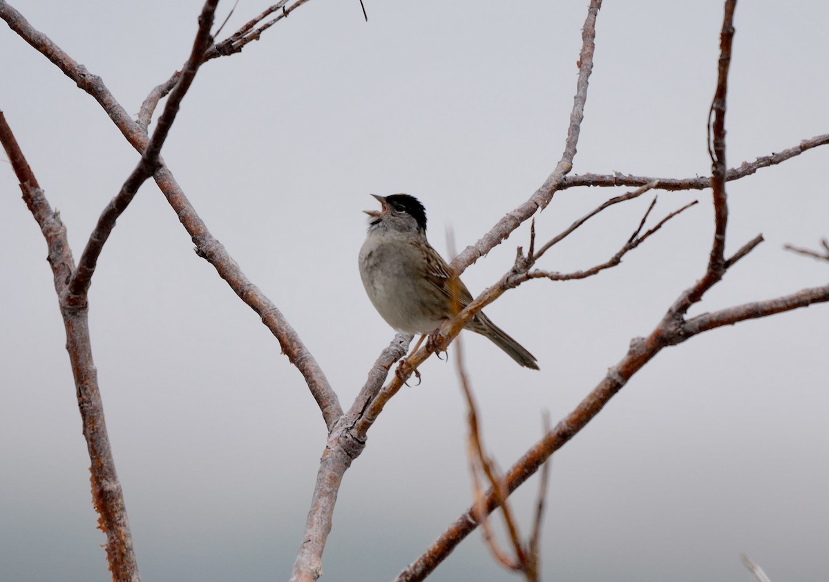 Golden-crowned Sparrow - Greg Baker