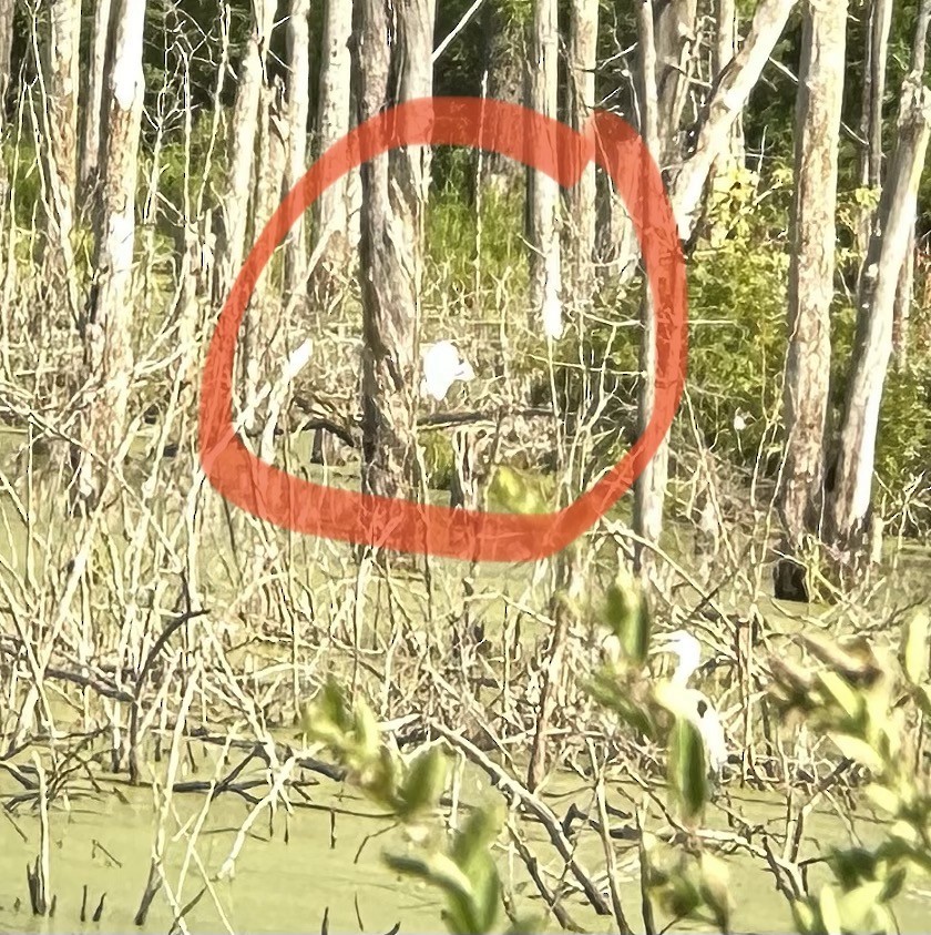 Great Egret - ML598768261