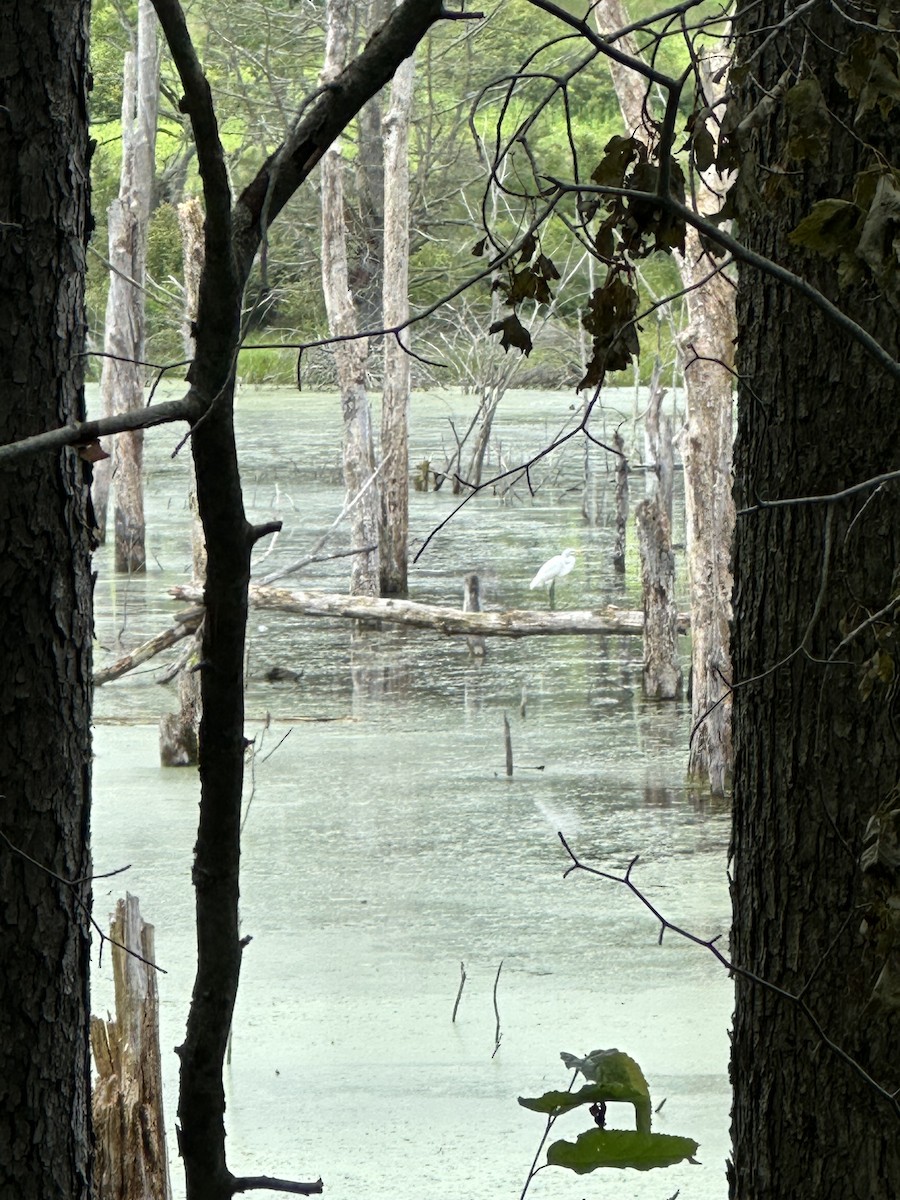 Great Egret - ML598768271