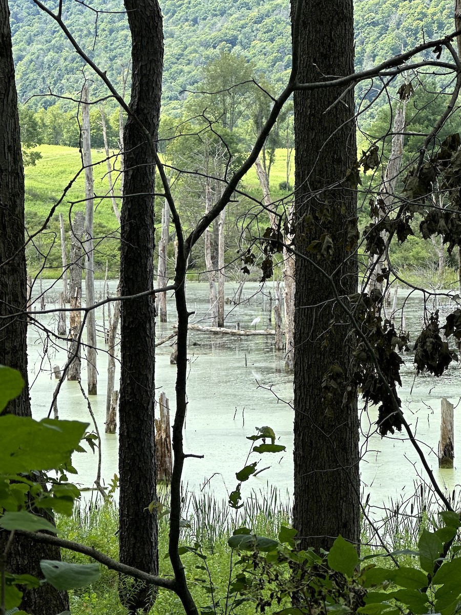 Great Egret - ML598768291