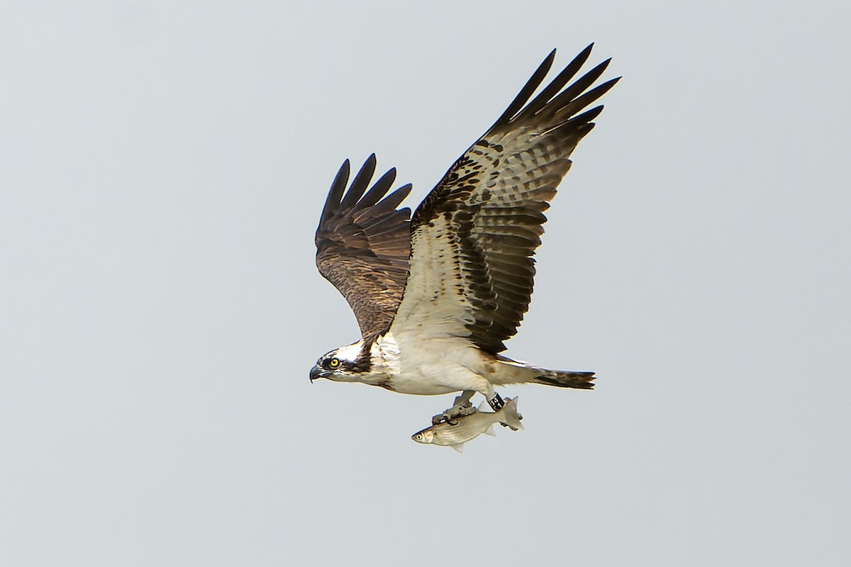 Загасч явлаг - ML598768881