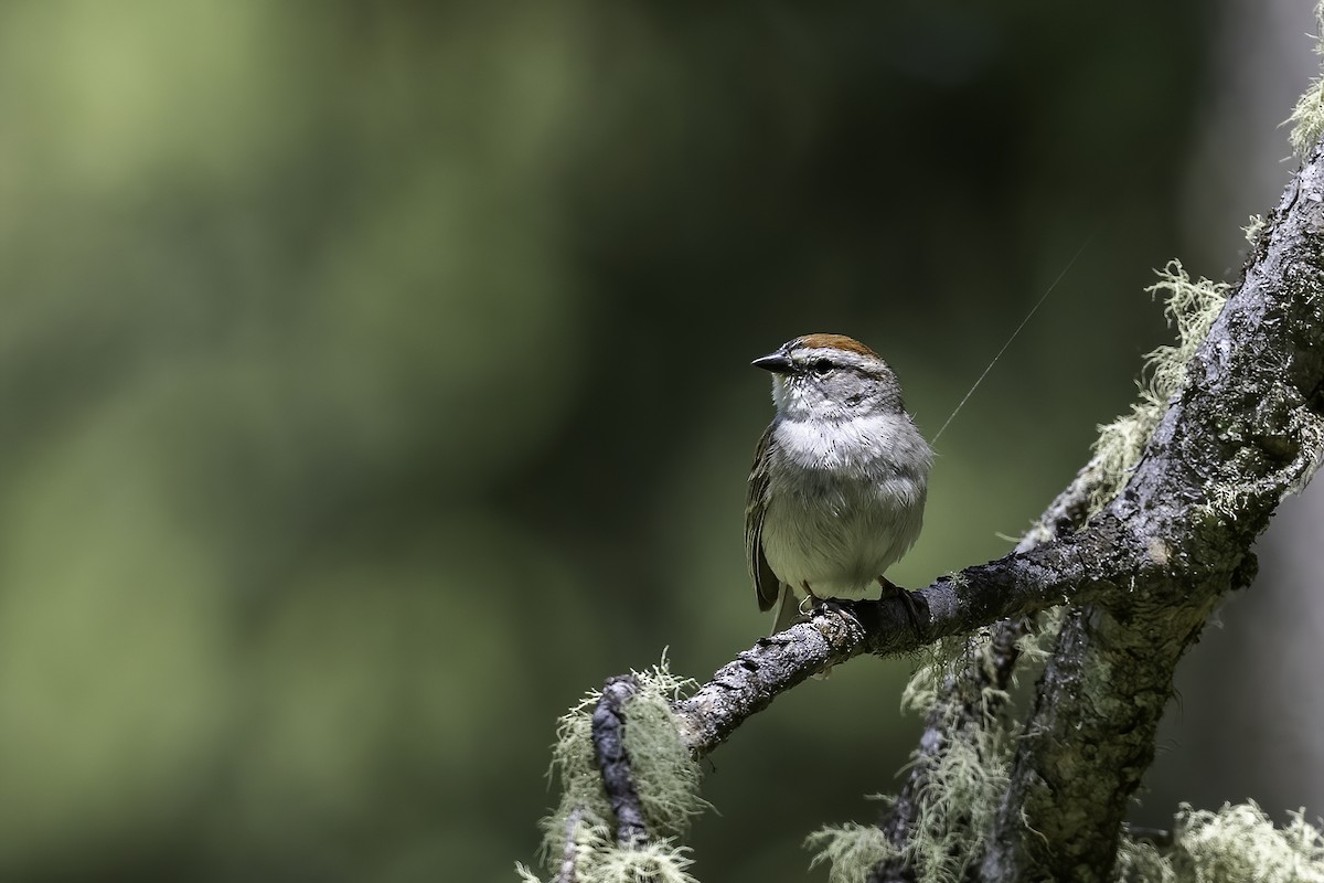 Chipping Sparrow - ML598769071