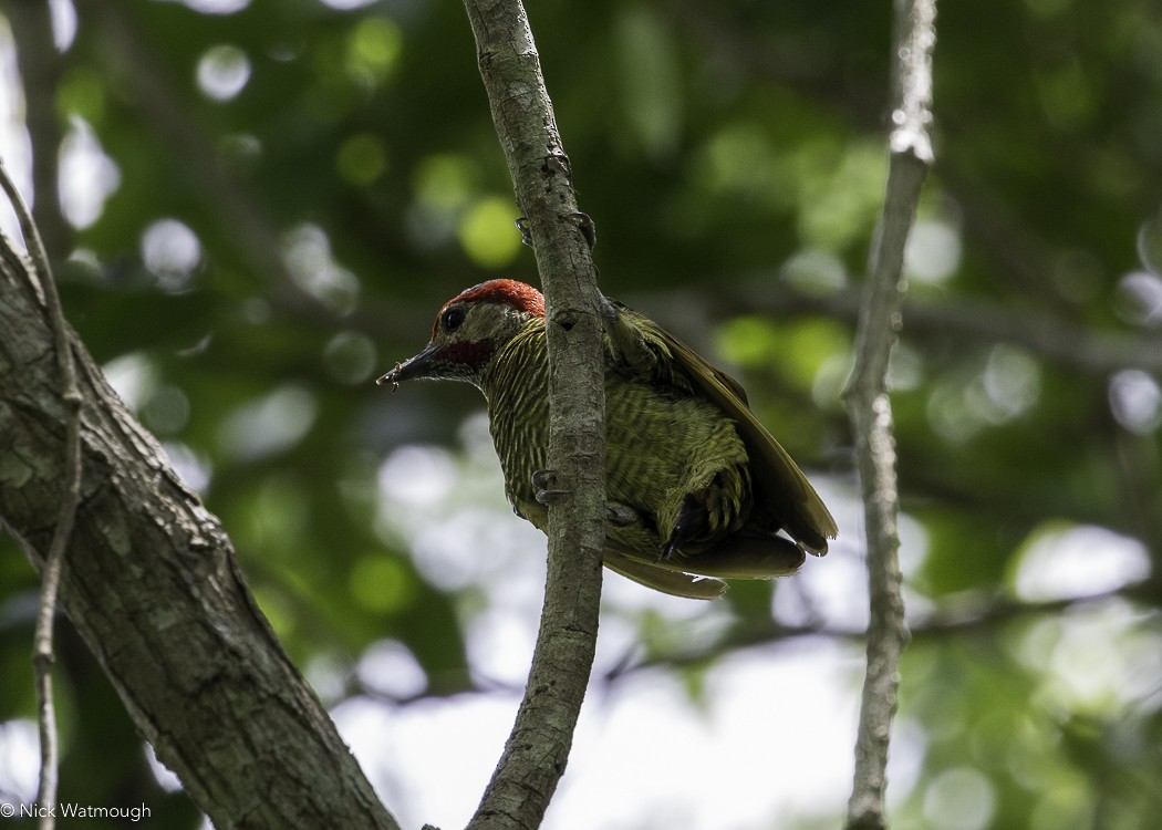 Golden-olive Woodpecker - ML598769931