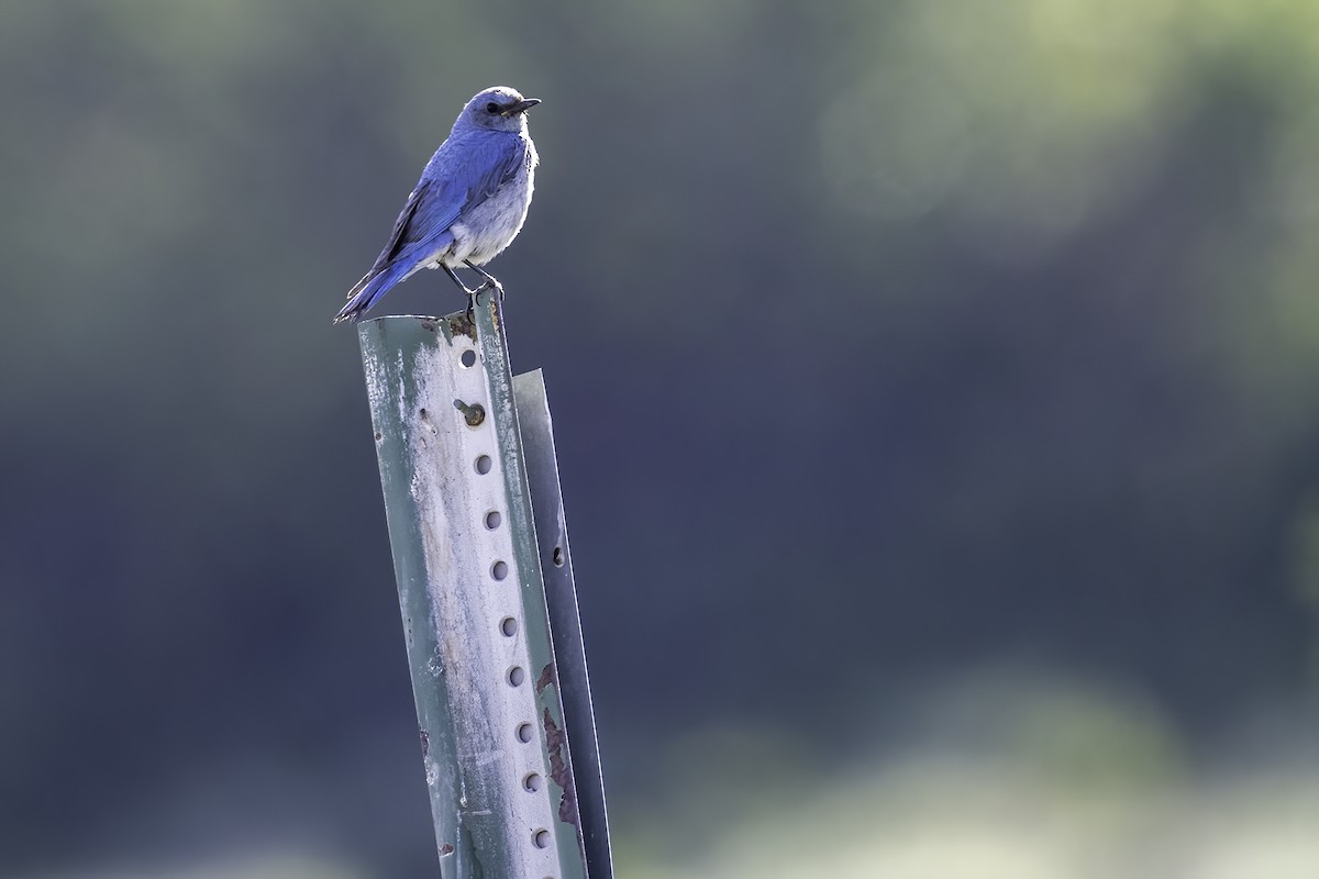 Mountain Bluebird - ML598770711