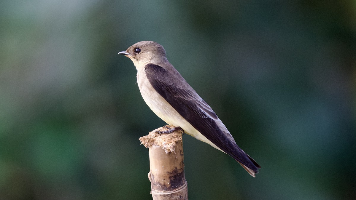 Southern Rough-winged Swallow - David Theobald