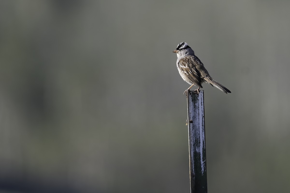 White-crowned Sparrow - ML598771821