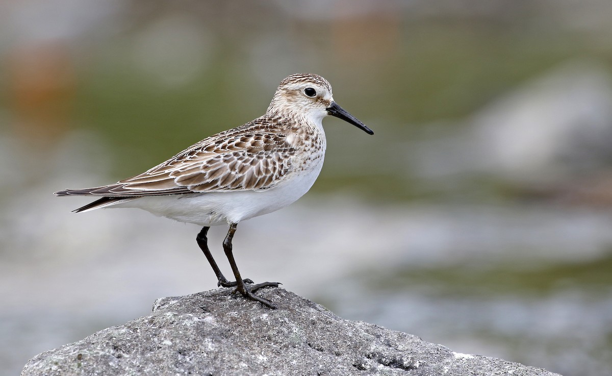 Baird's Sandpiper - ML598772071