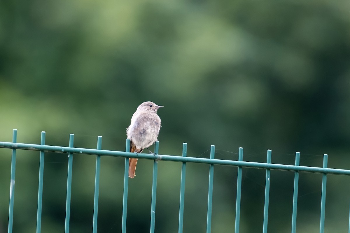 Black Redstart - ML598772221