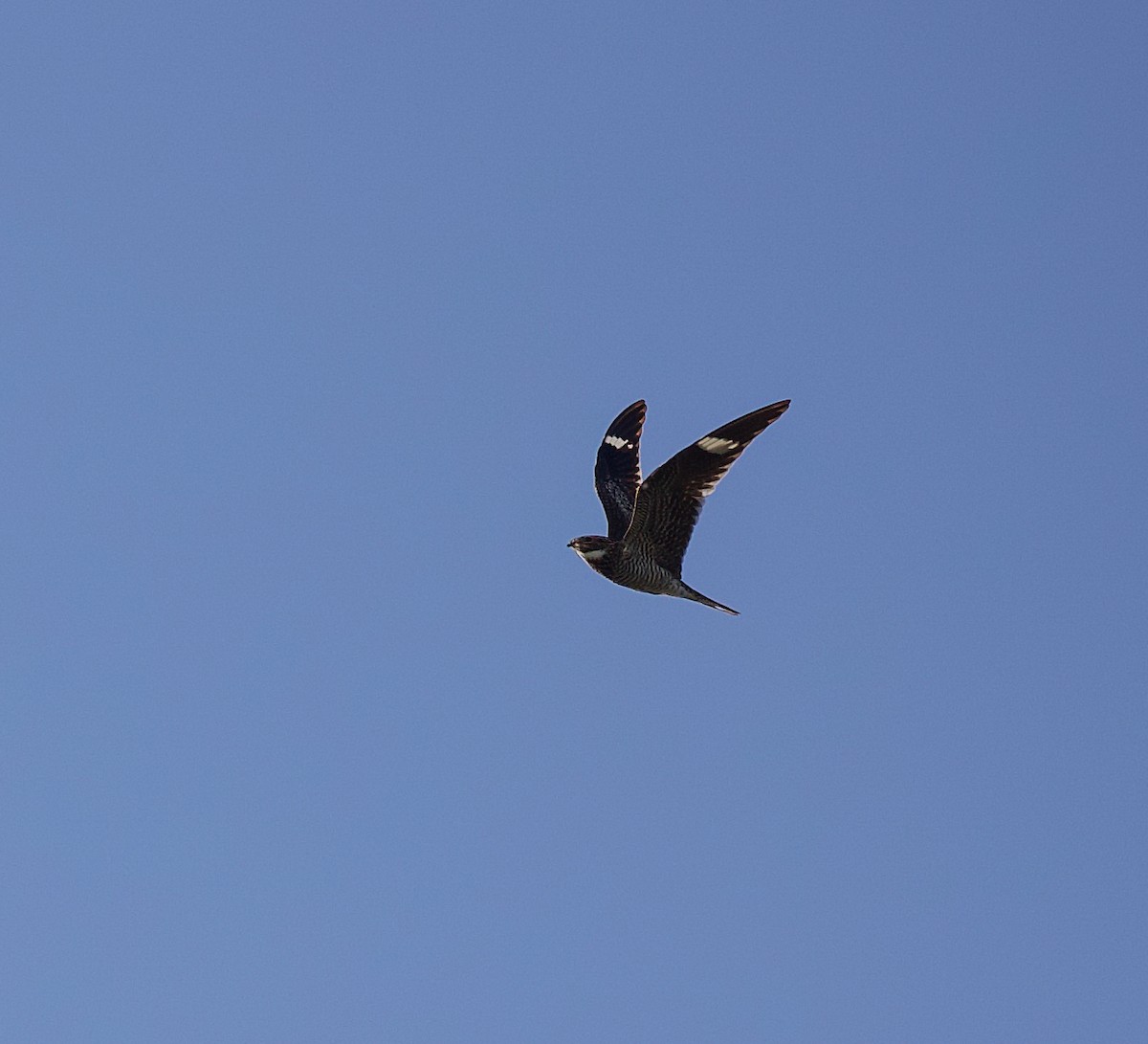 Common Nighthawk - Jason Barcus