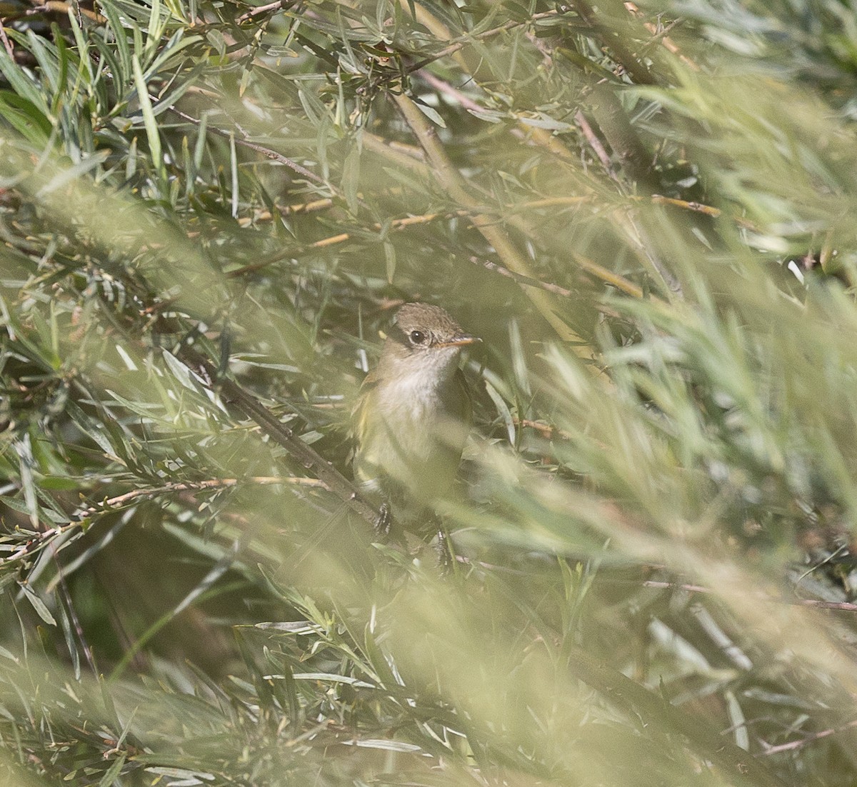 Willow Flycatcher - ML598772411