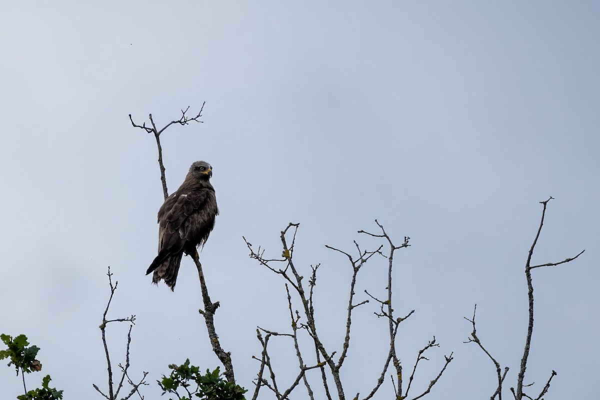 Black Kite - ML598772481