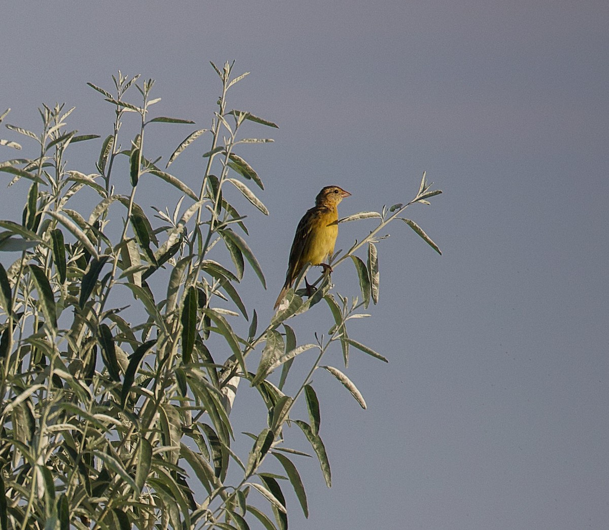 Bobolink - Jason Barcus