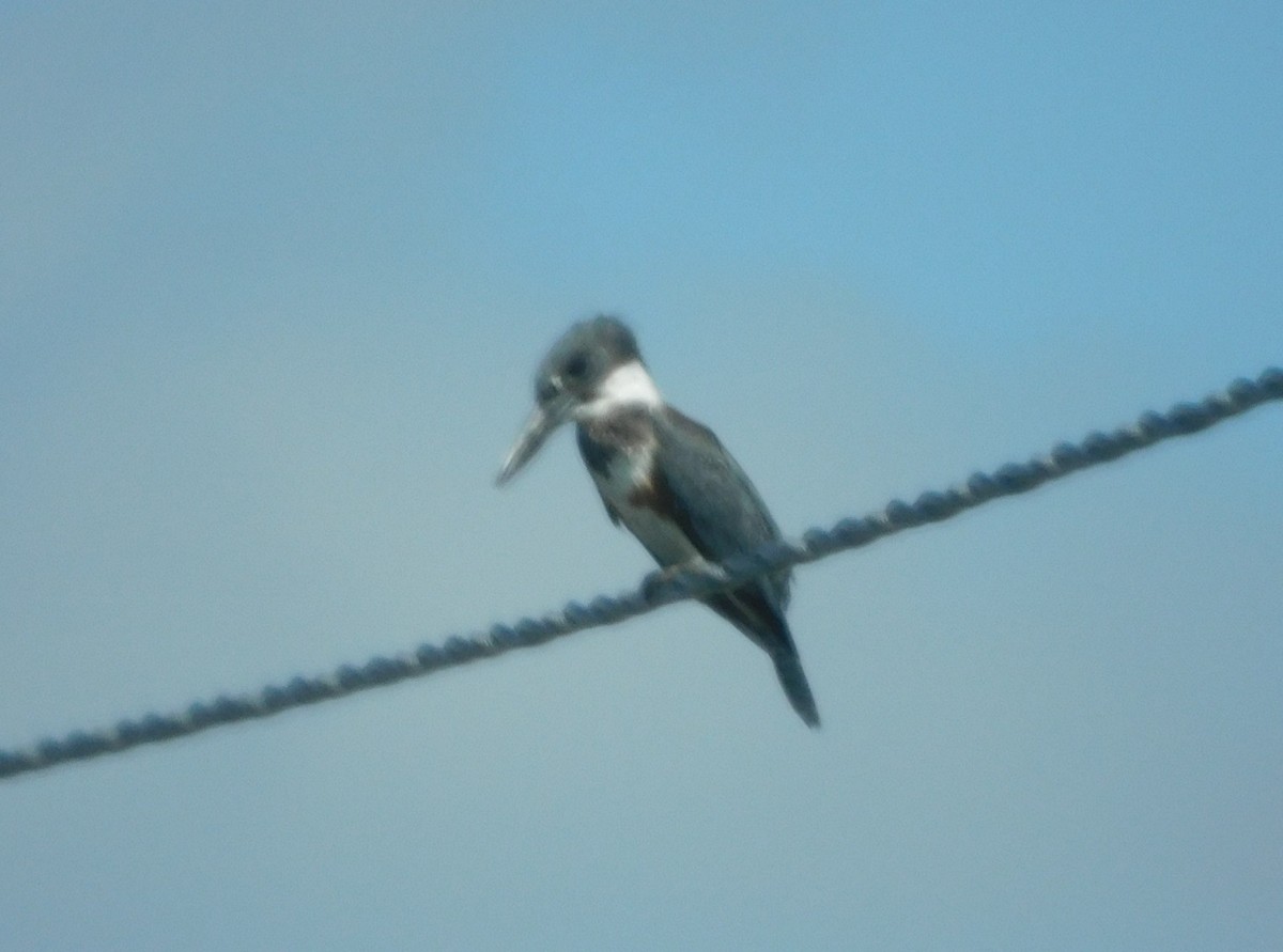 Belted Kingfisher - ML598772711