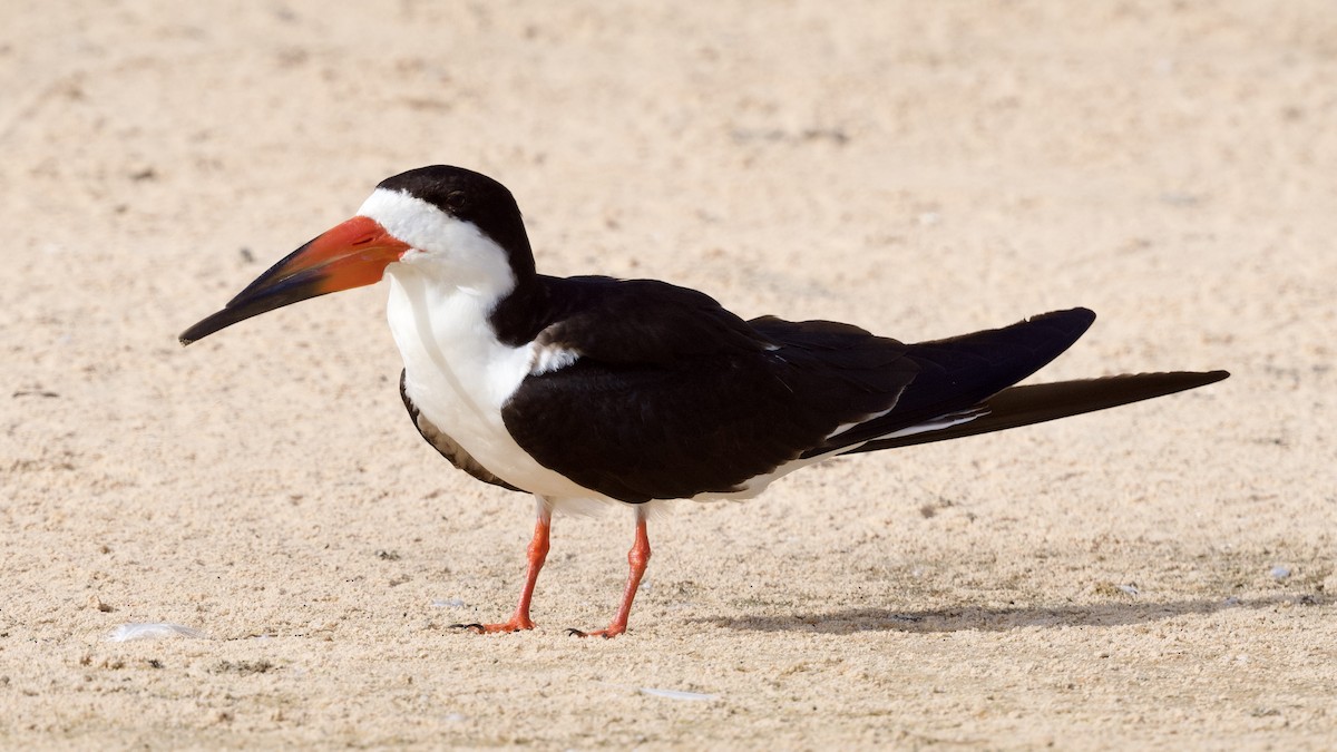 Black Skimmer (intercedens) - ML598772901