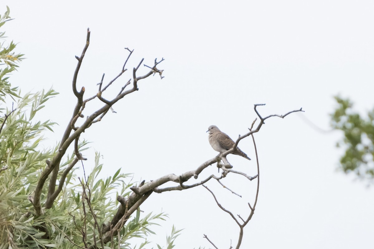 European Turtle-Dove - ML598772921