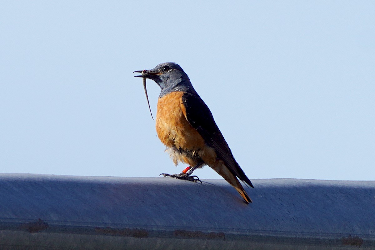 Rufous-tailed Rock-Thrush - ML598773121