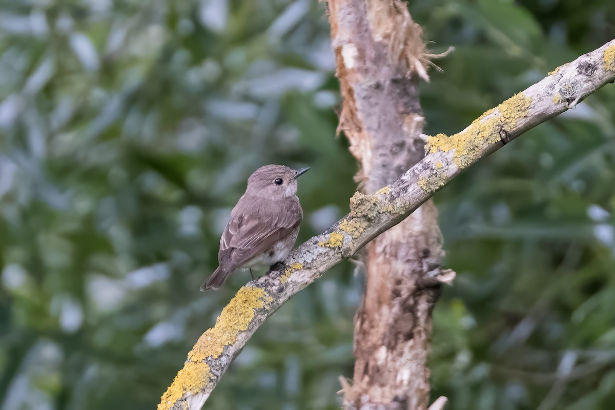 Spotted Flycatcher - ML598773131