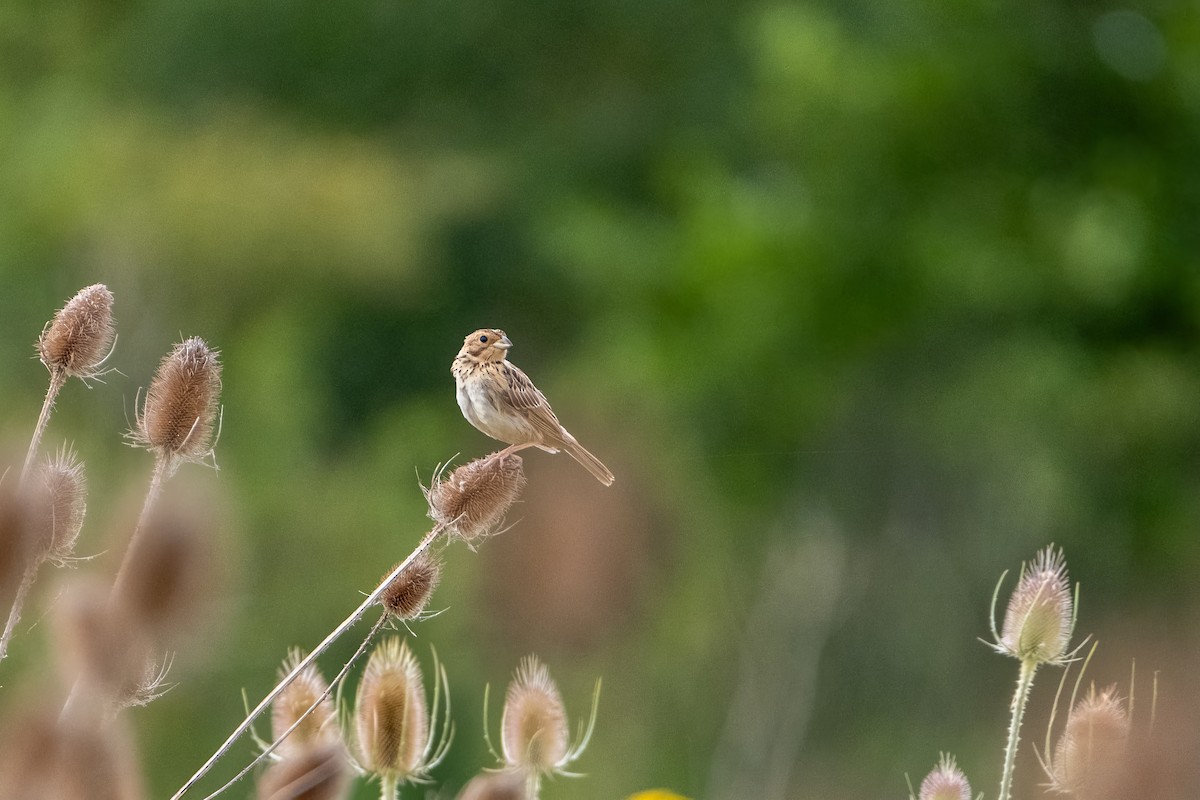 Corn Bunting - ML598773171
