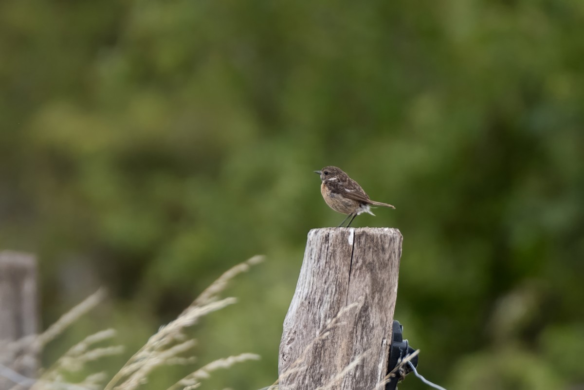 European Stonechat - ML598773241
