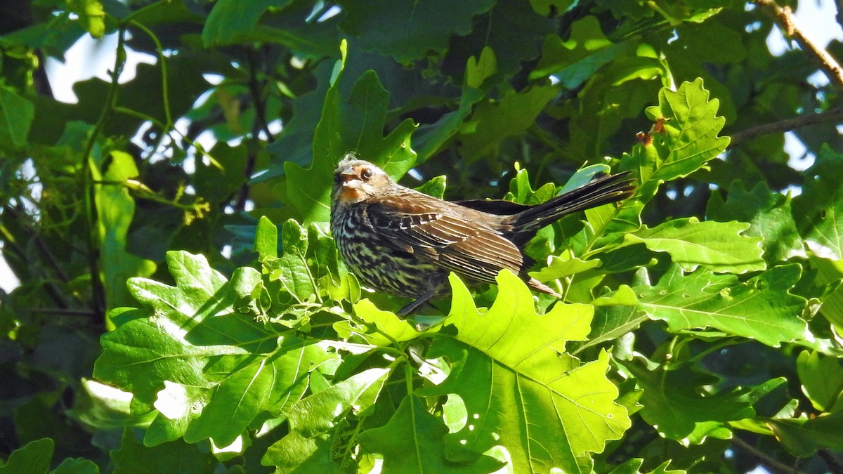 Red-winged Blackbird - ML59877471