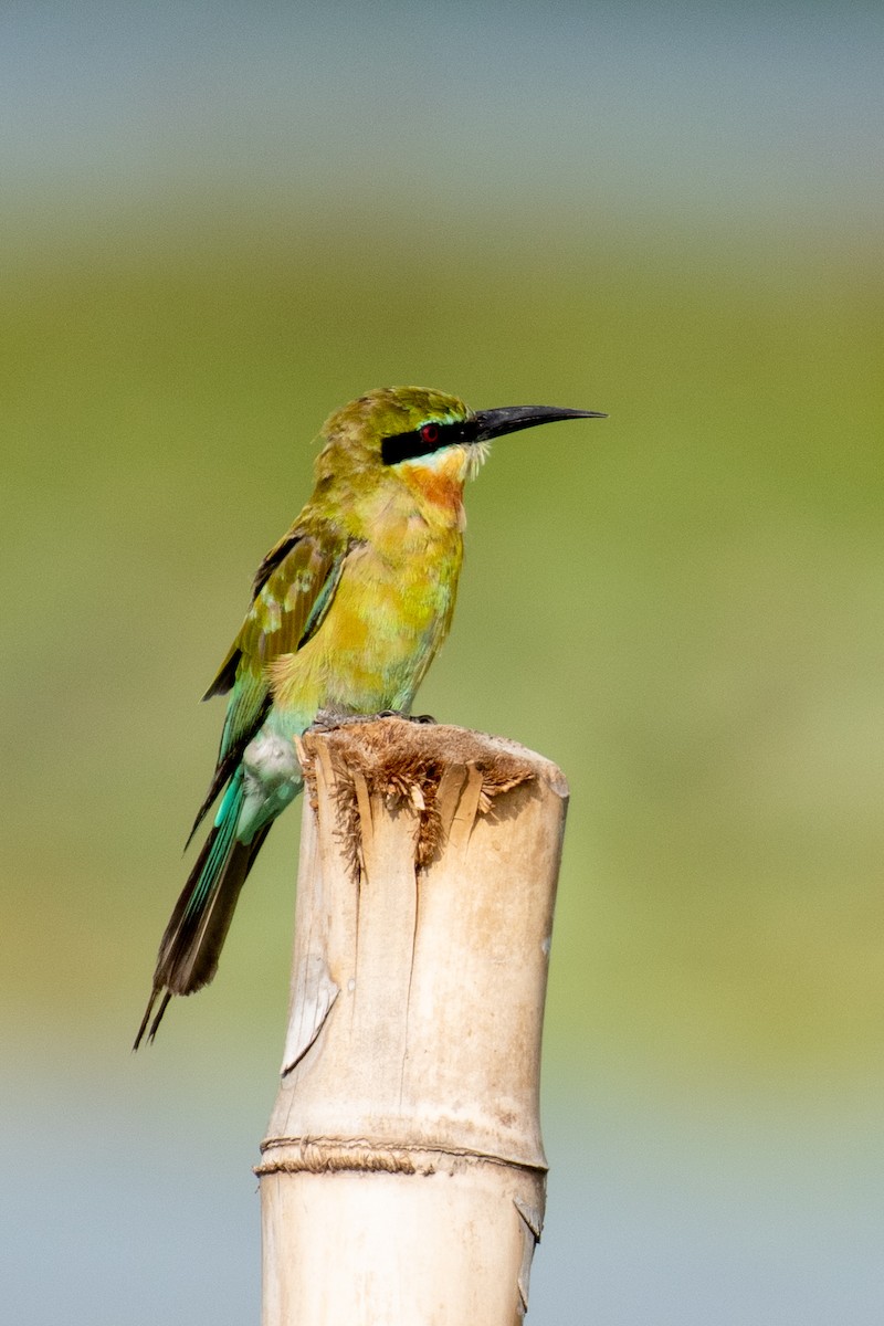 Blue-tailed Bee-eater - Manish Kumar Chattopadhyay