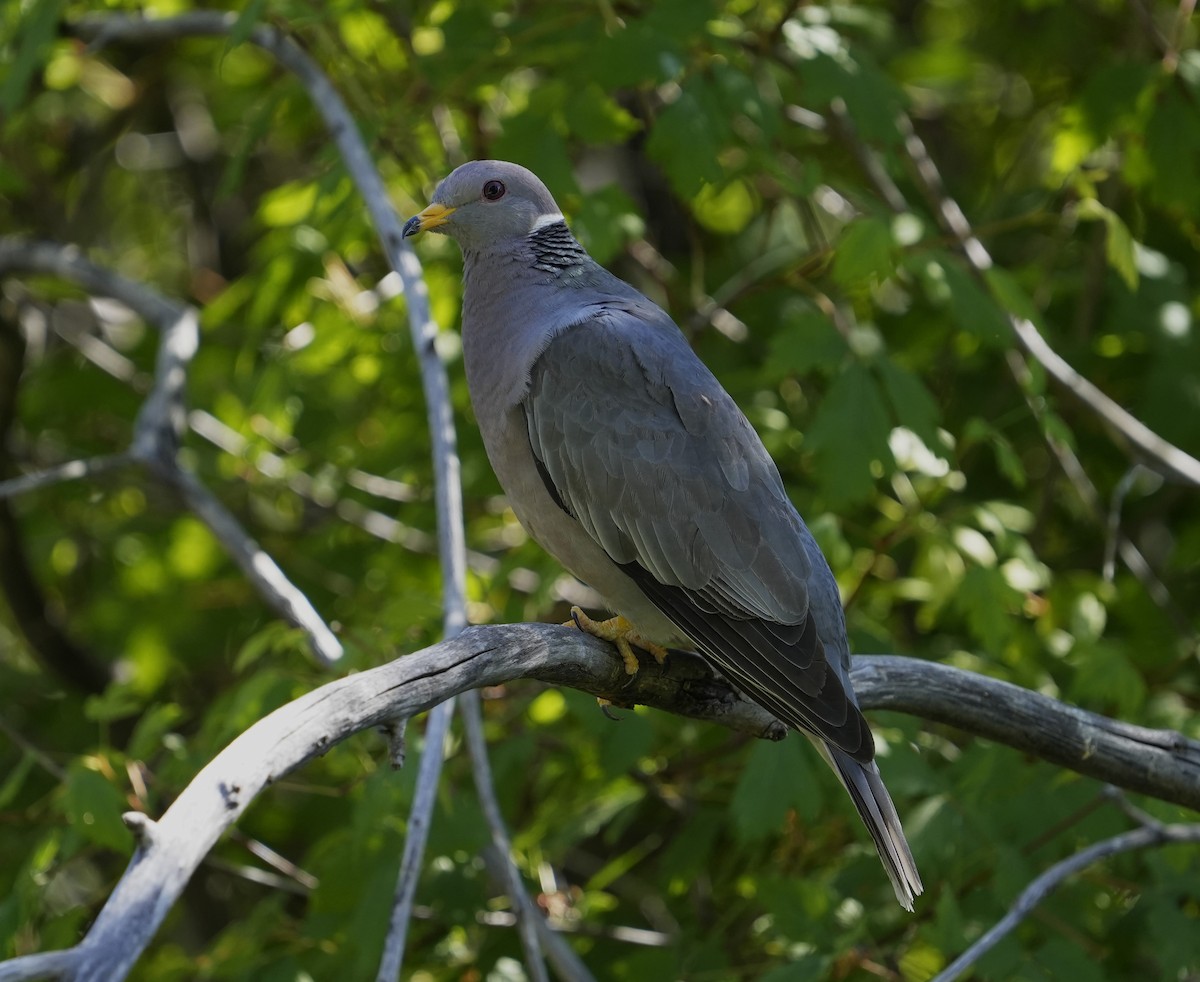 Band-tailed Pigeon - ML598775251