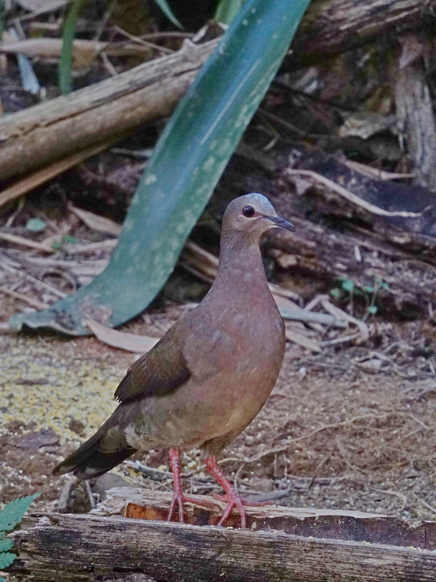 Gray-fronted Dove - ML598775621