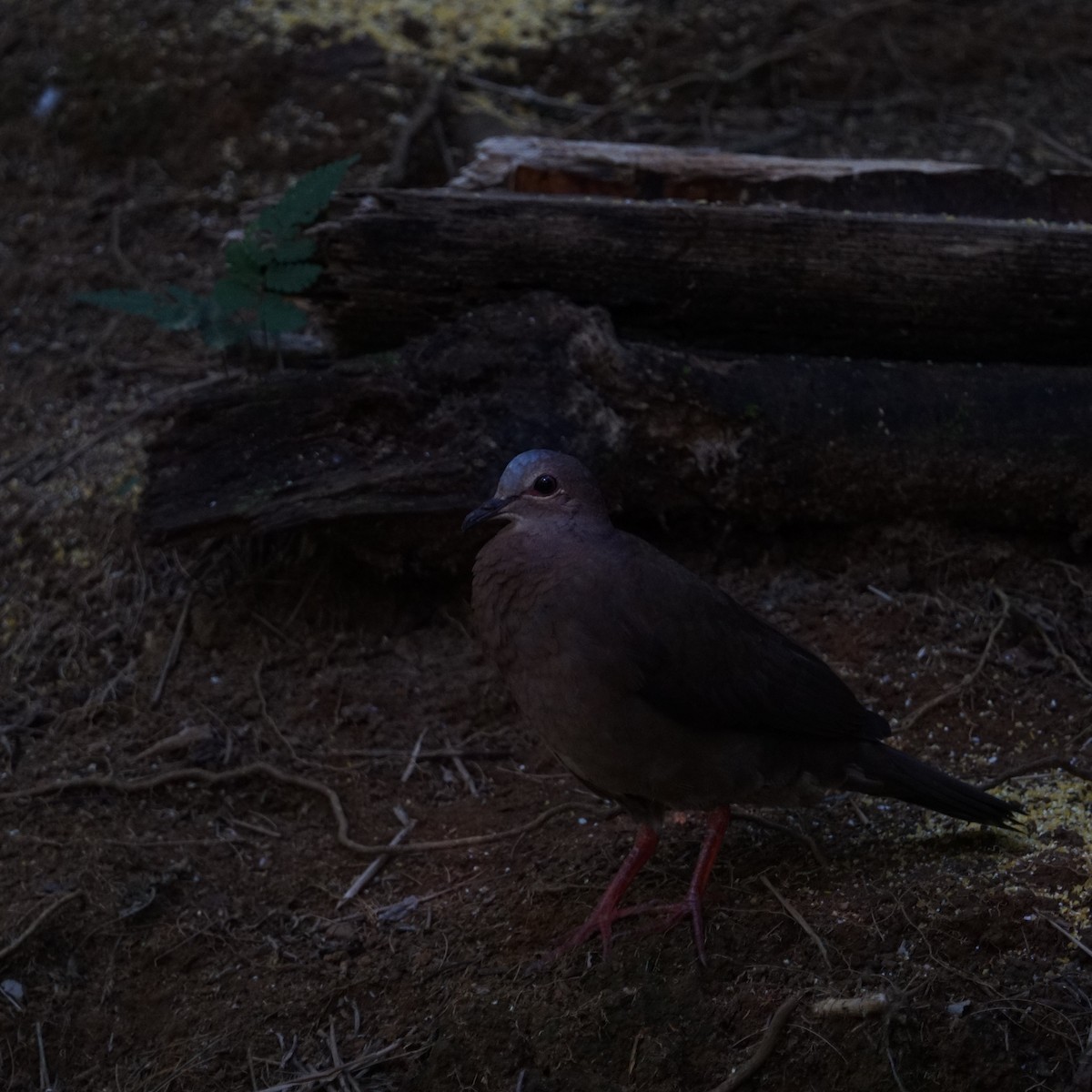 Gray-fronted Dove - ML598775641