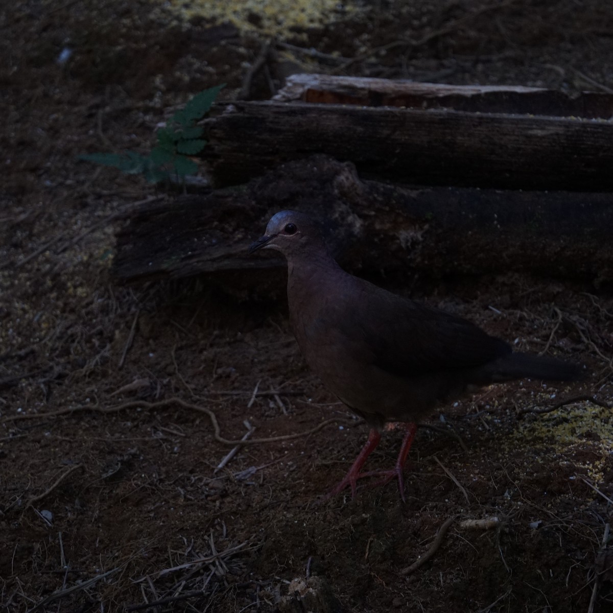 Gray-fronted Dove - ML598775651