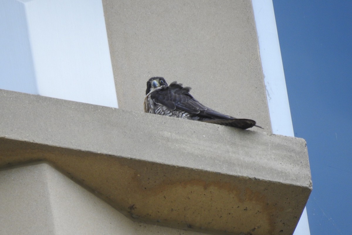 Peregrine Falcon - ML598776421