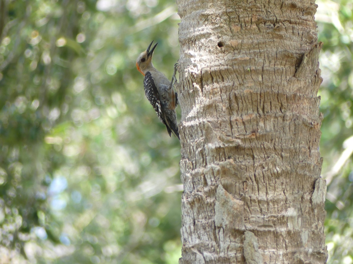 Red-bellied Woodpecker - Betty Holcomb