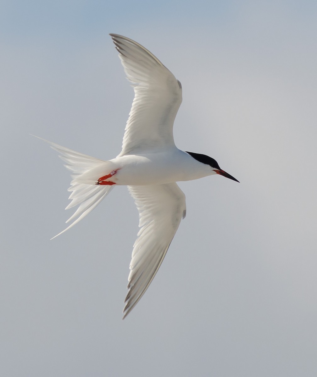 Roseate Tern - Alix d'Entremont